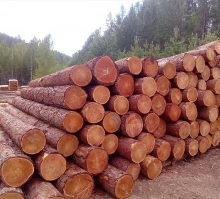 Ліс-кругляк в Україні на електронних торгах